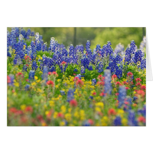 Stately Bluebonnets Card (Front Horizontal)