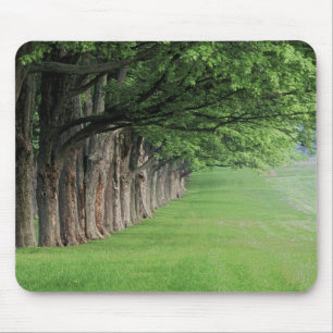 Stately row of trees, Louisville, Kentucky. Mouse Mat