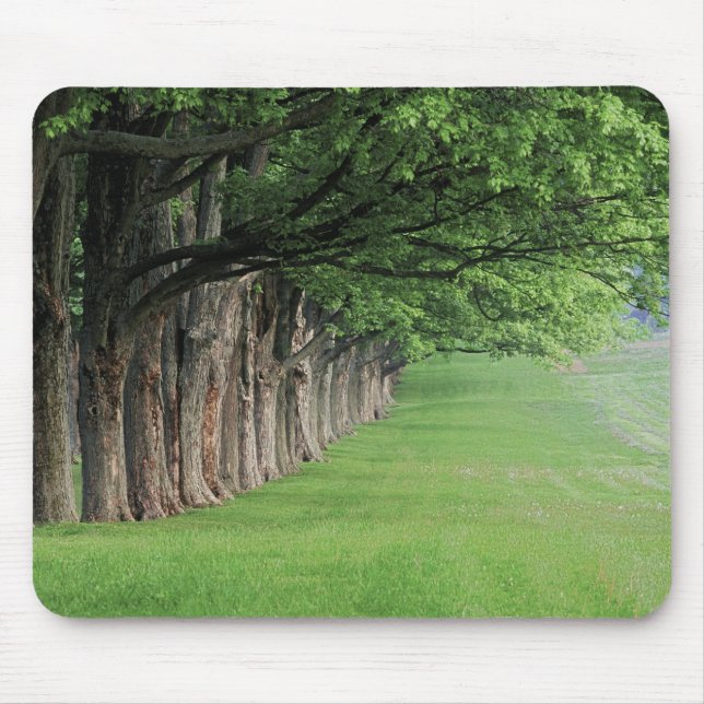 Stately row of trees, Louisville, Kentucky. Mouse Mat (Front)