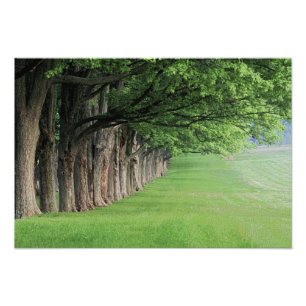 Stately row of trees, Louisville, Kentucky. Photo Print