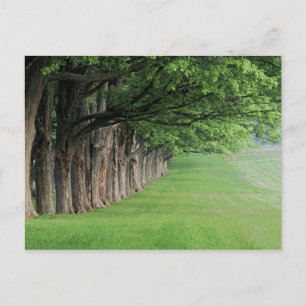 Stately row of trees, Louisville, Kentucky. Postcard