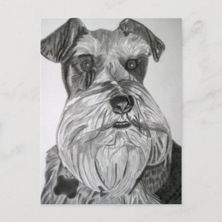 Stately Schnauzer Postcard