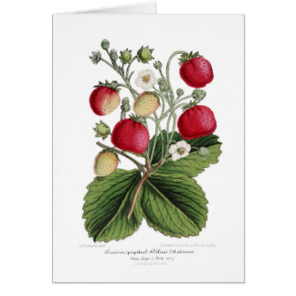 Stawberry