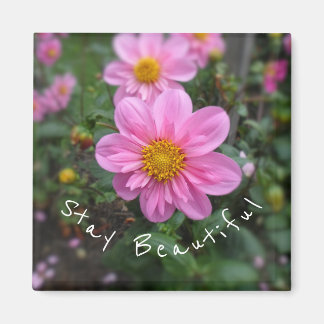Stay Beautiful Pink Dahlia Magnet