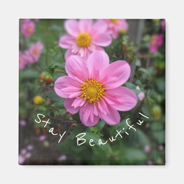 Stay Beautiful Pink Dahlia Magnet (Front)