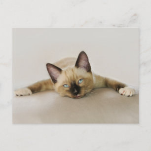 Stay cool and chill out kitten postcard