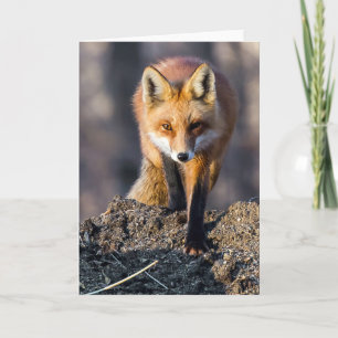 Stealthy Fox Card