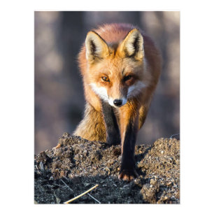 Stealthy Fox Photo Print