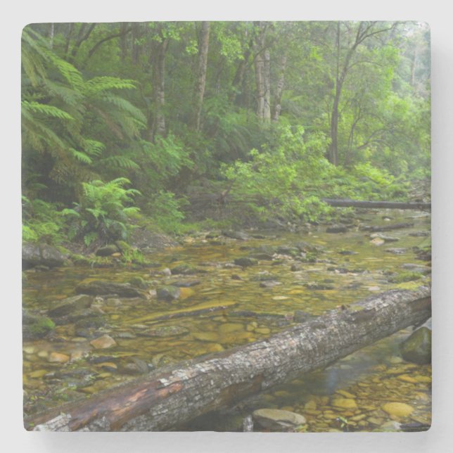 Steam In Forest, The Knysna-Amatole Montane Stone Coaster (Front)