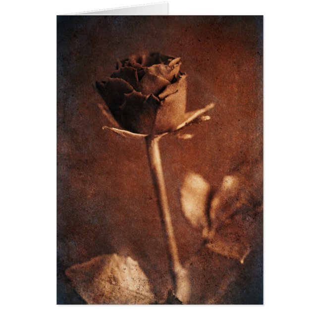 Steampunk Rose (Front)