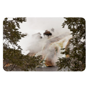 Steamy Bison at Yellowstone National Park Magnet