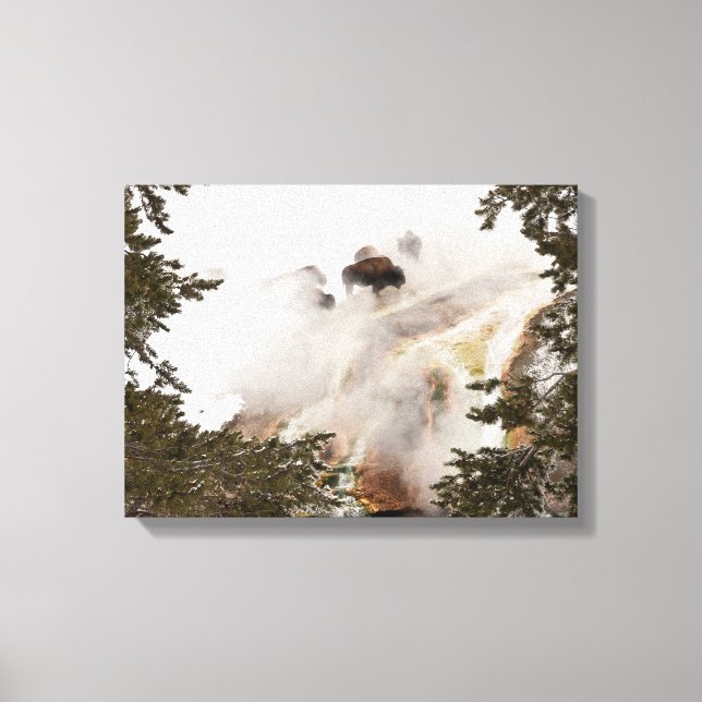 Steamy Bison Canvas Print (Front)