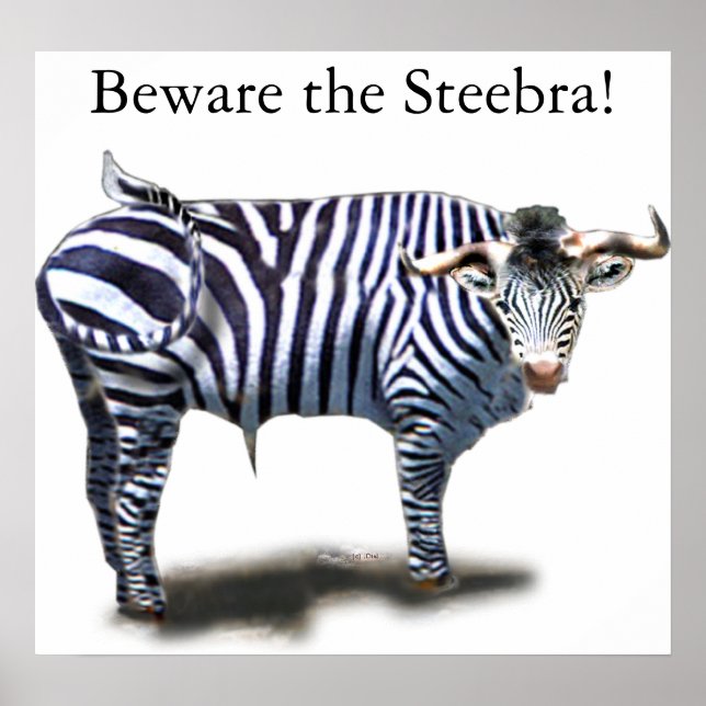 Steebra Poster (Front)