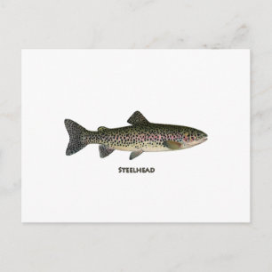 Steelhead (Great Lakes) Postcard