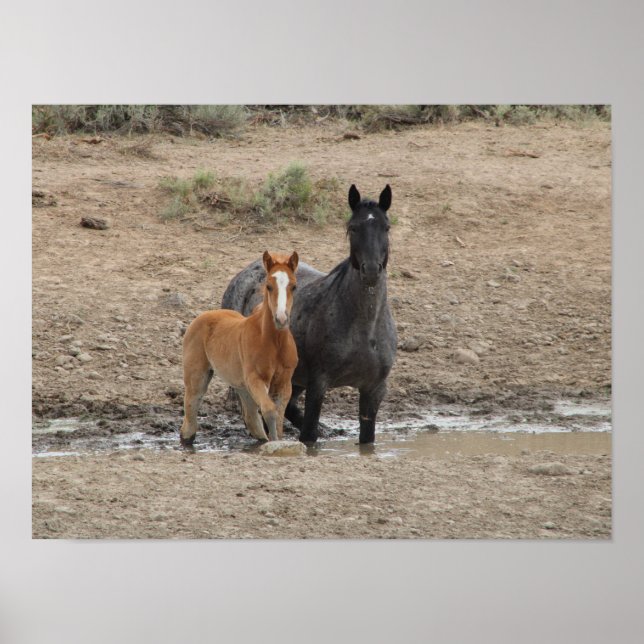 Steens mare and foal poster (Front)