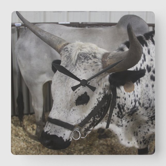 Steer Clock (Front)
