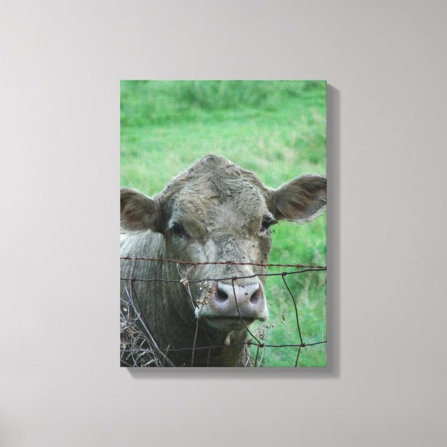 Steer Says Hello Canvas Print (Front)