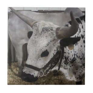 Steer Tile