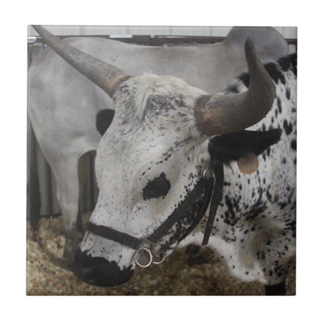 Steer Tile (Front)