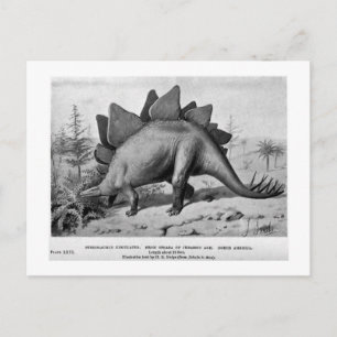 Stegosaurus ungulatus art postcard