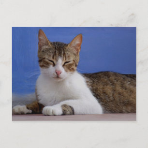 Stella Cat Postcard