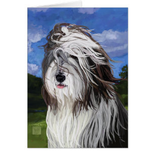 Stella the English Sheep Dog