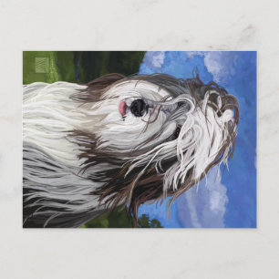 Stella the English Sheep Dog Postcard