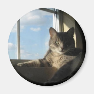 stella window magnet