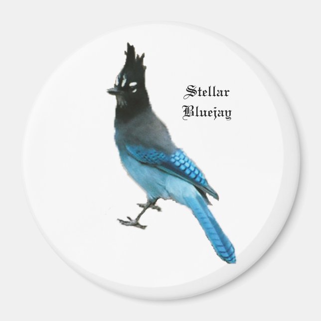 Stellar Blue Jay magnet (Front)