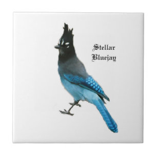 Stellar Blue Jay tile