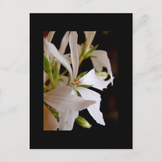 Stellar geranium 'Vectis glitter' Postcard