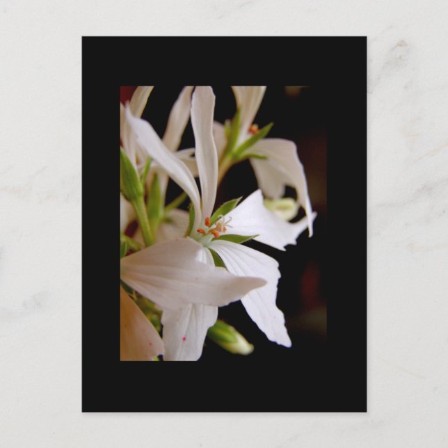 Stellar geranium 'Vectis glitter' Postcard (Front)