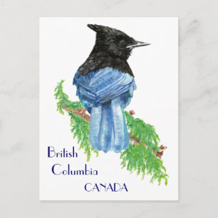 Stellar Jay, British Columbia, Bird, Nature Postcard