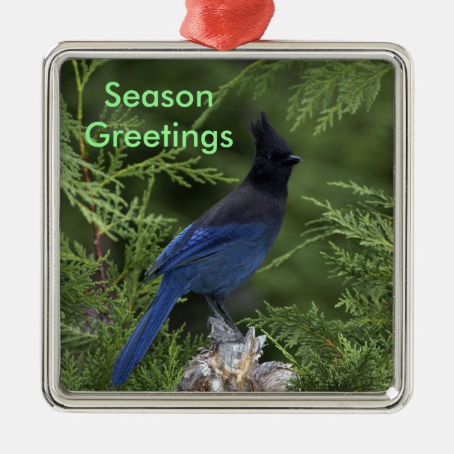 Stellar Jay Christmas Ornament (Front)