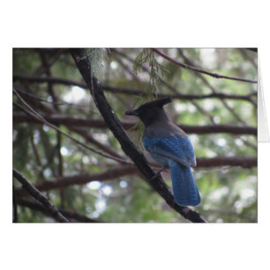 Stellar Jay- Yosemite
