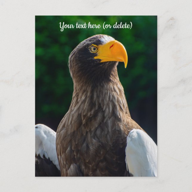 Stellar Sea Eagle Postcard (Front)