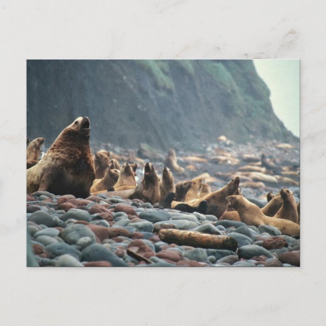 Stellar sea lions on Buldir Island Postcard (Front)