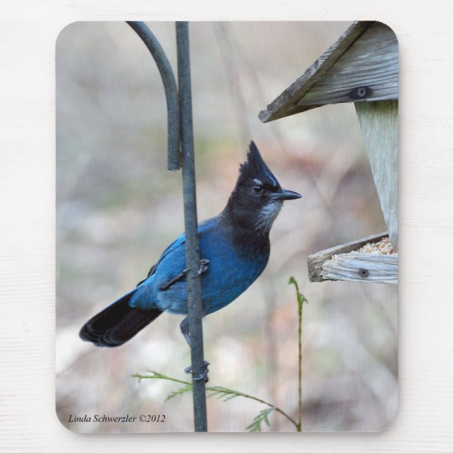 Stellar's Jay Mouse Mat (Front)