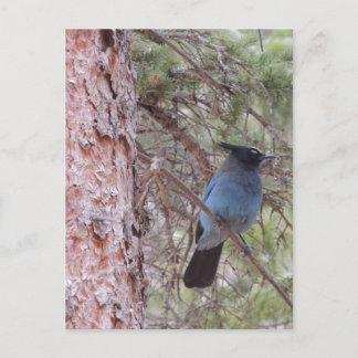 Stellars Jay Postcard