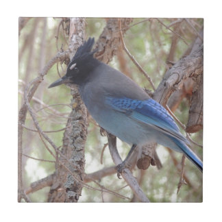 Stellars Jay Tile