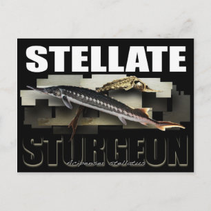 Stellate Sturgeon Postcard 3D