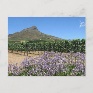 Stellenbosch, South Africa Postcard