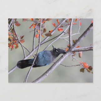 Steller Jay Post Card