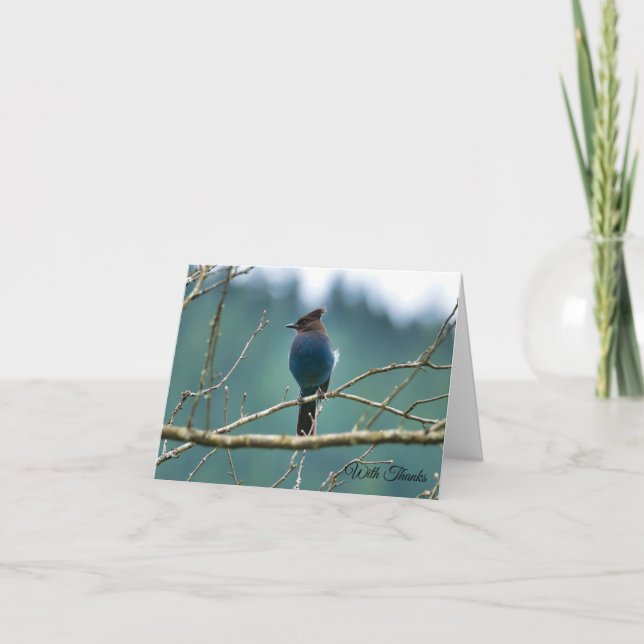 Steller Jay Thank You Card (Front)