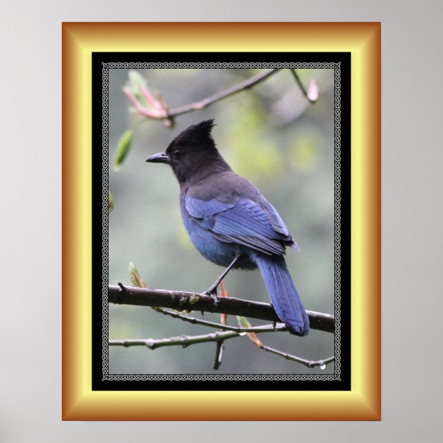 “Steller’s Jay” ~ Golden Frame Series 001 ~ Poster (Front)