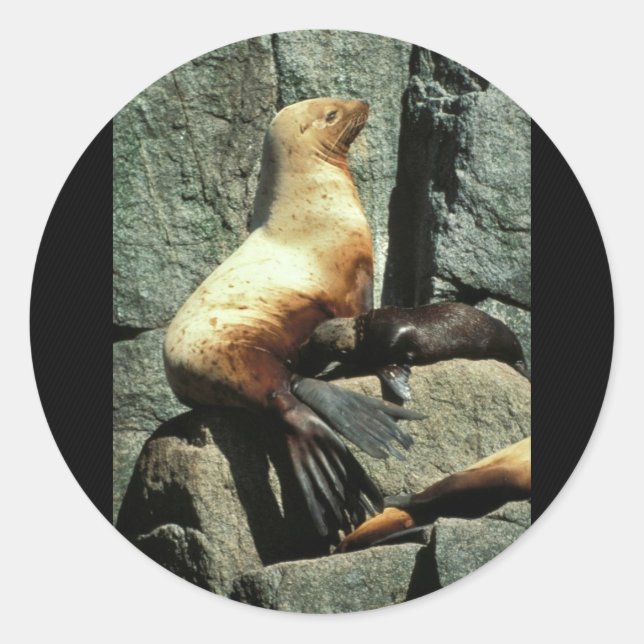 Steller Sea Lion and Pup Classic Round Sticker (Front)