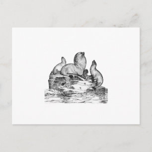 Steller Sea Lion Postcard