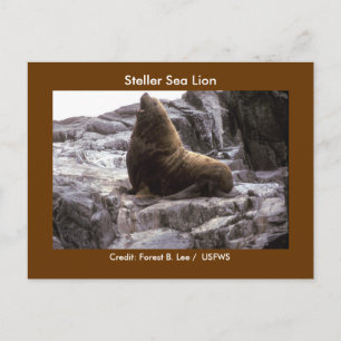 Steller Sea Lion Postcard