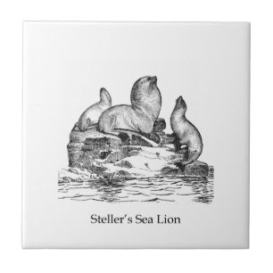 Steller Sea Lion Tile