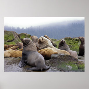 Steller Sea Lions - Fine Art Prints